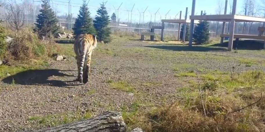 Wildcat Sanctuary