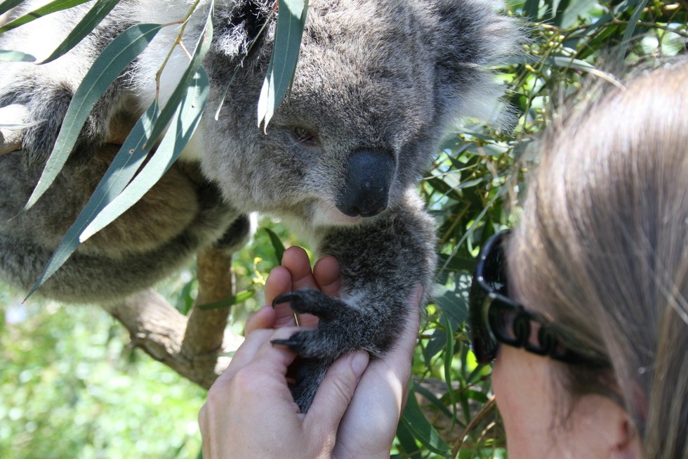RAYMOND ISLAND KOALA AND WILDLIFE SHELTER