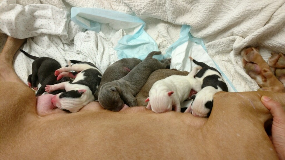 Rescue Dogs Rock NYC