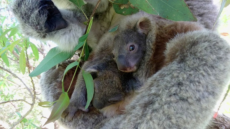 RAYMOND ISLAND KOALA AND WILDLIFE SHELTER