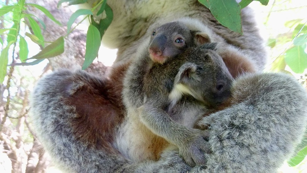RAYMOND ISLAND KOALA AND WILDLIFE SHELTER