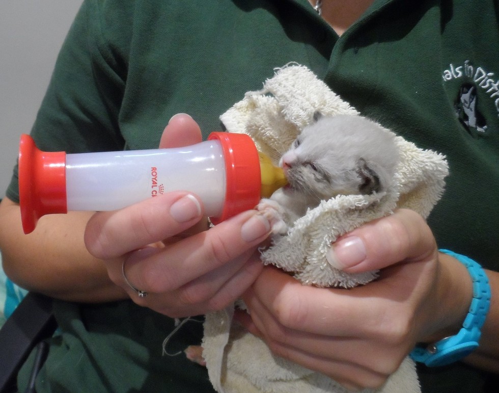 Animals in Distress