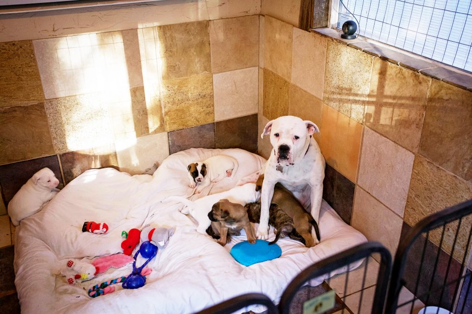 This Oregon Shelter Built Amazing Cottages For Their Dogs So They Dont