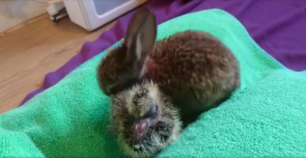 Kildare Animal Foundation Wildlife Unit