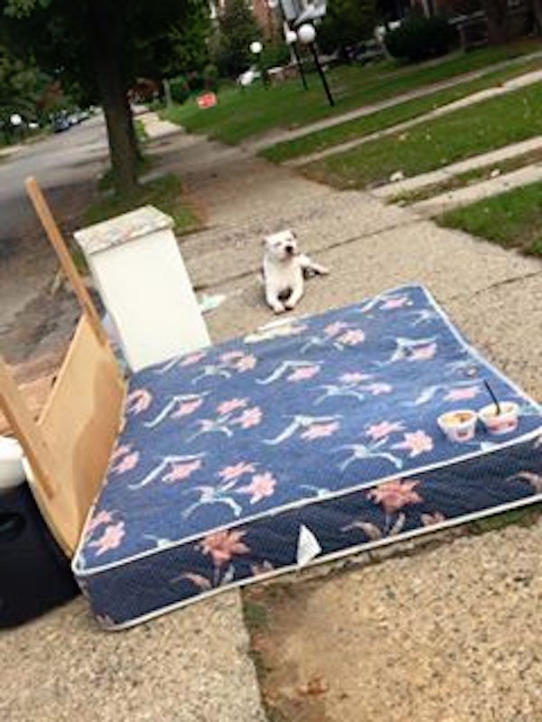 Detroit Dog Rescue