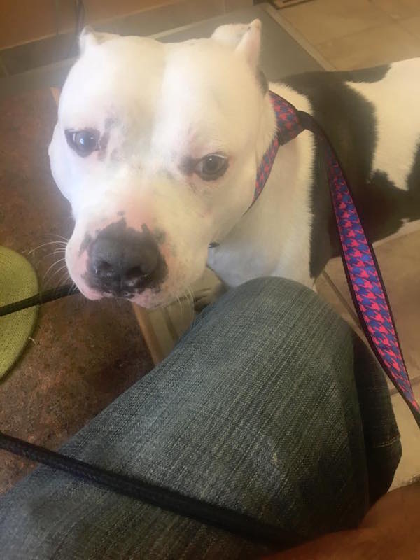 Detroit Dog Rescue