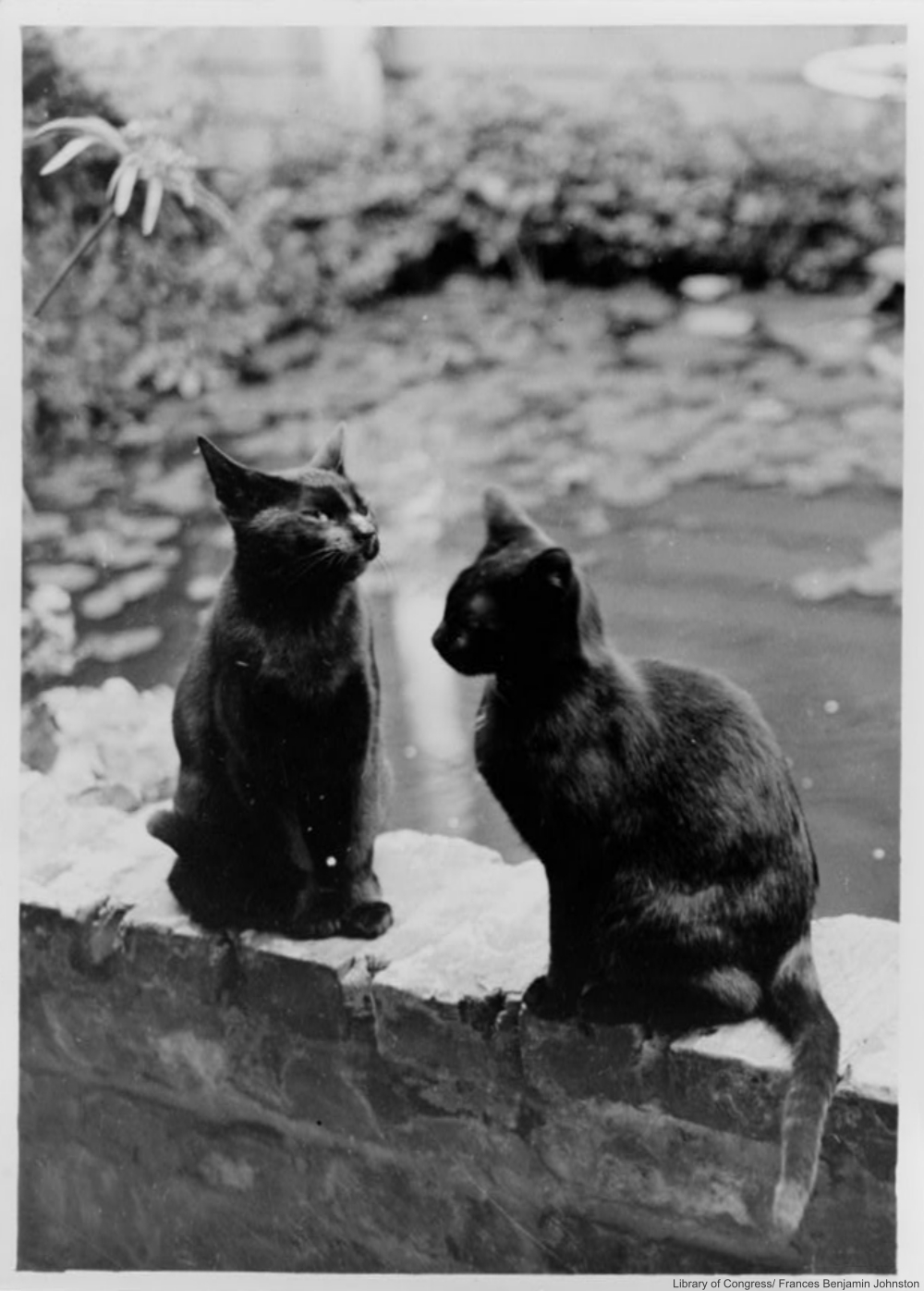 Frances Benjamin Johnston the first successful female photographer