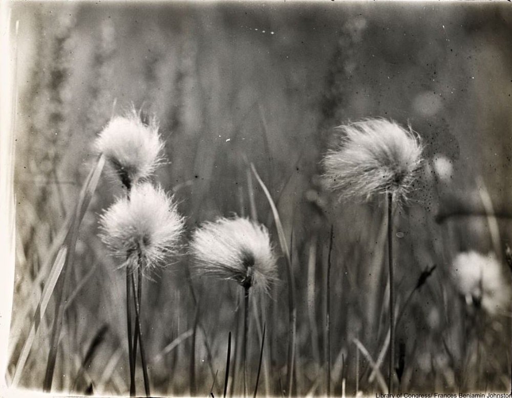 Frances Benjamin Johnston the first successful female photographer