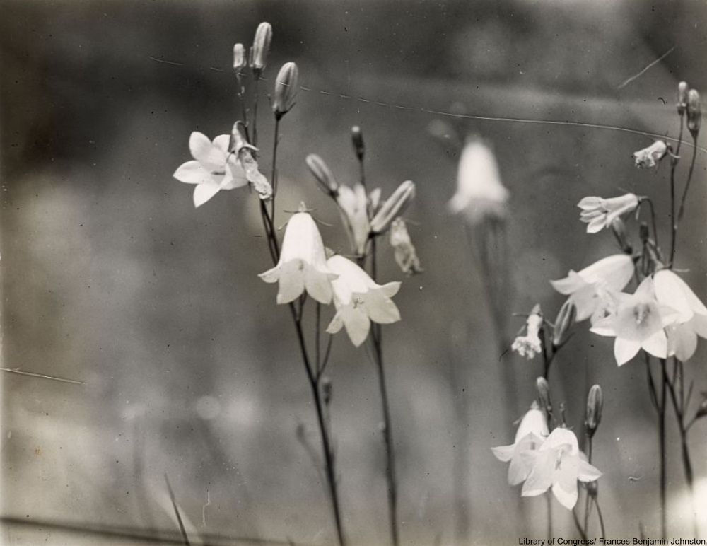 Frances Benjamin Johnston the first successful female photographer