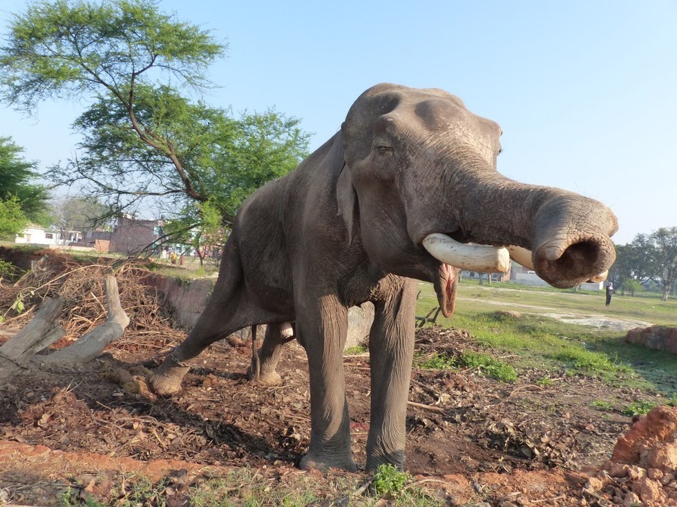 Wildlife SOS