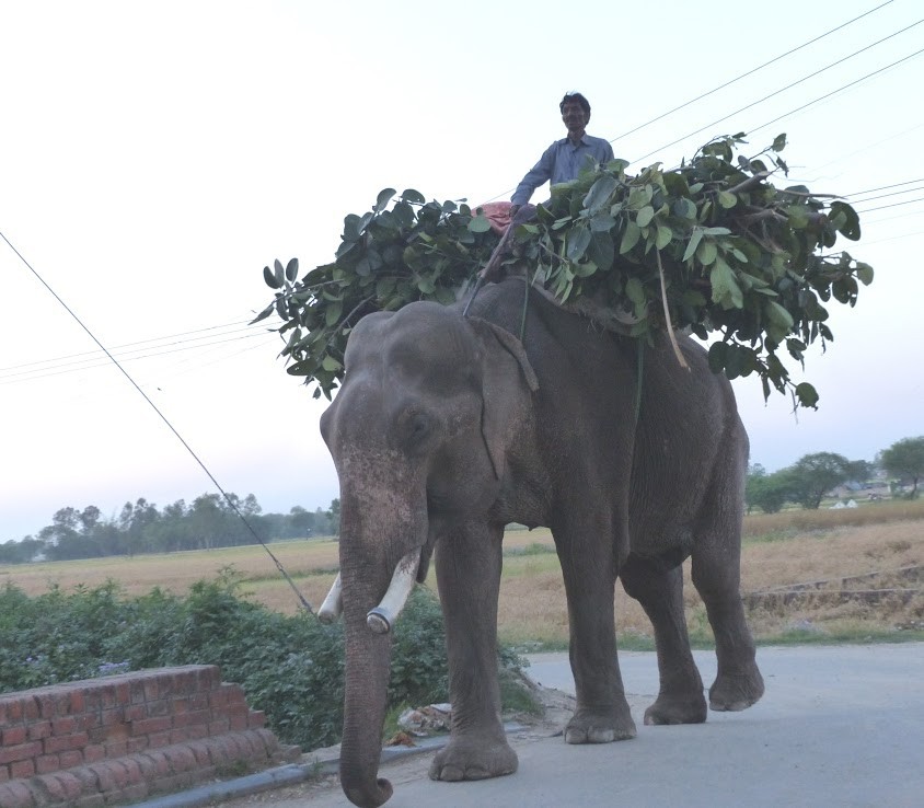 Wildlife SOS
