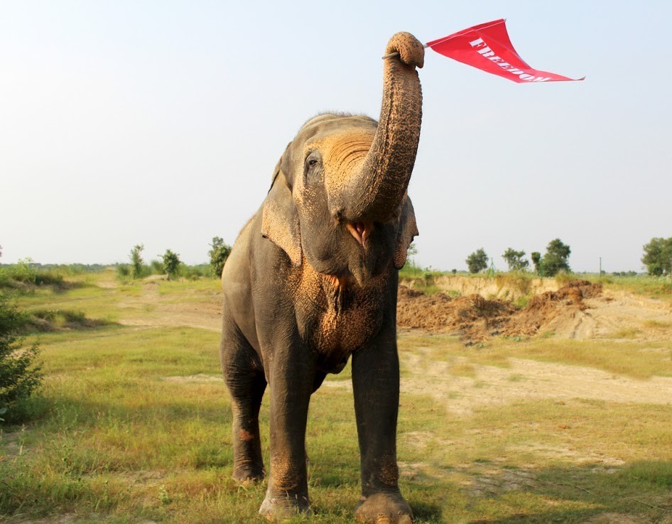 Wildlife SOS
