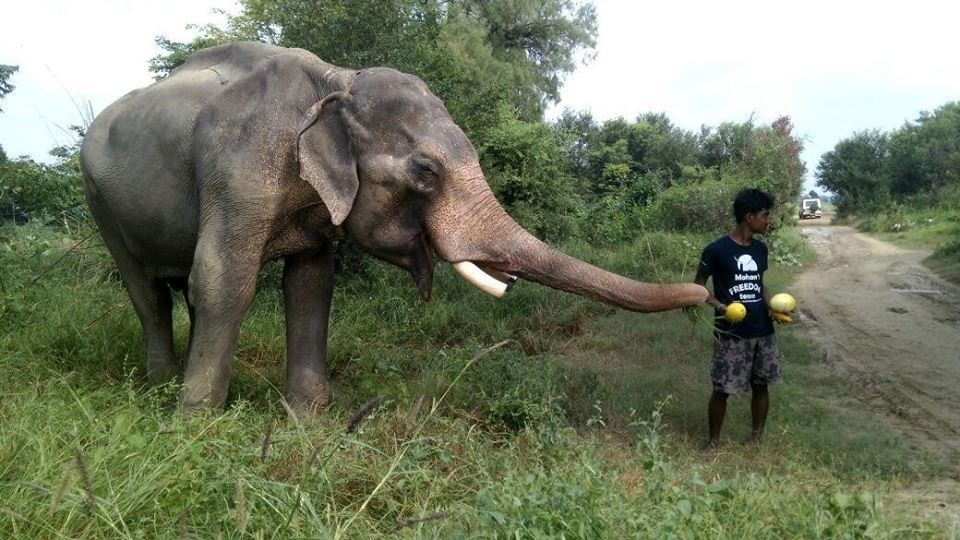 Wildlife SOS