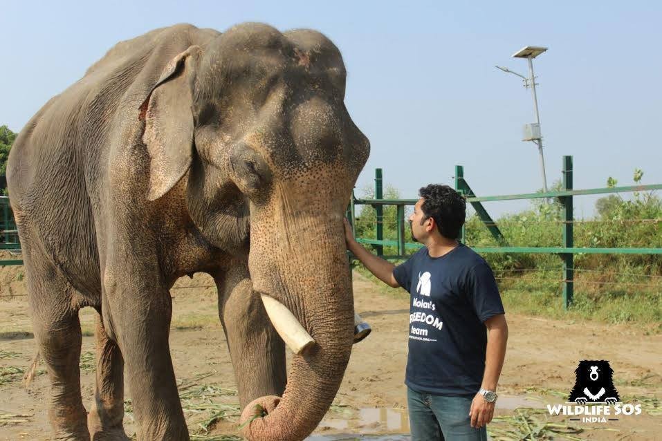 Wildlife SOS