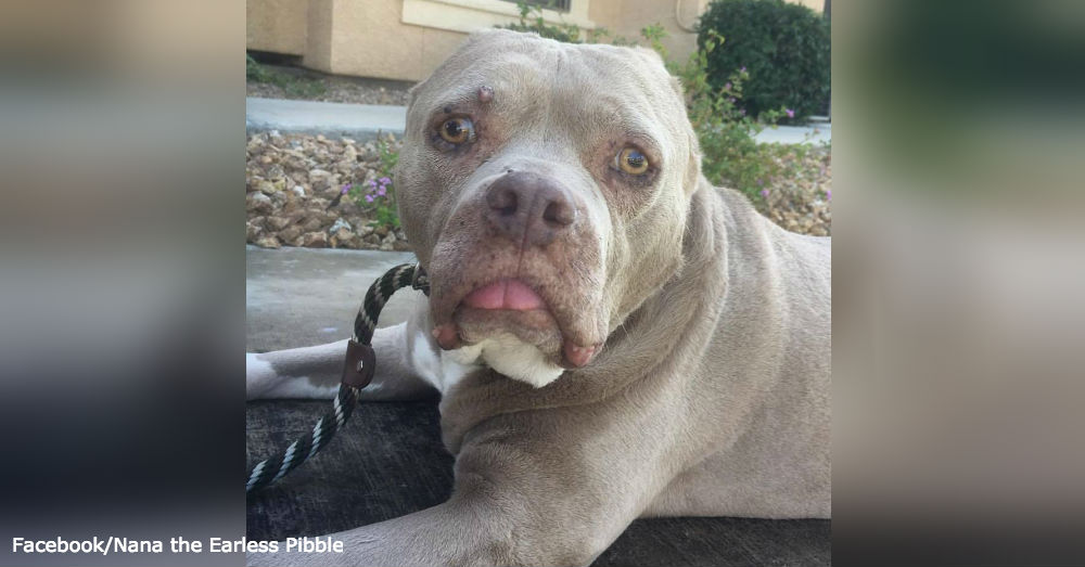 Nana the Earless Pibble has taken to Facebook in support of Montreal pit bulls.