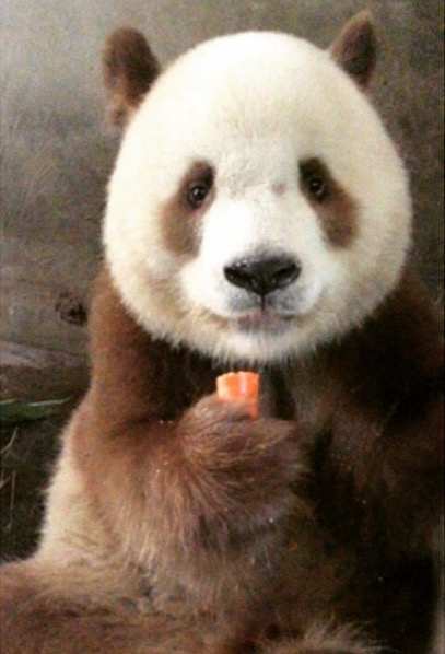 Instagram / pandamayi