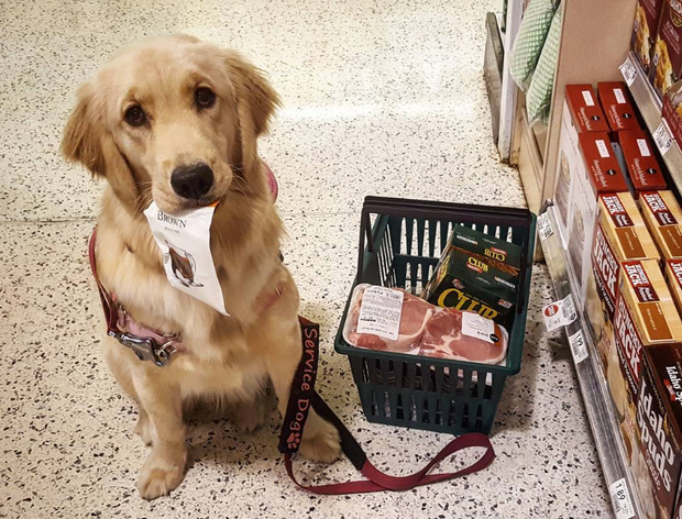 Instagram: helper_dog_harlow