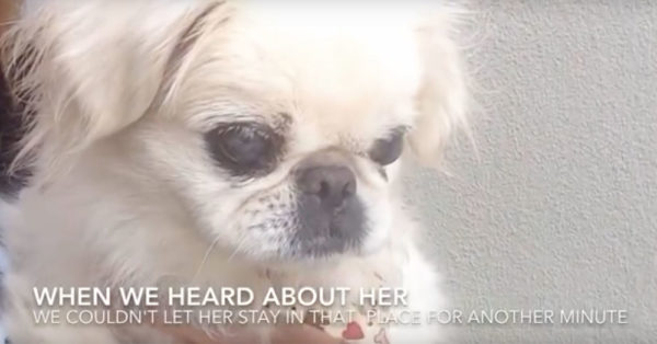 Source: YouTube/AMA Animal Rescue