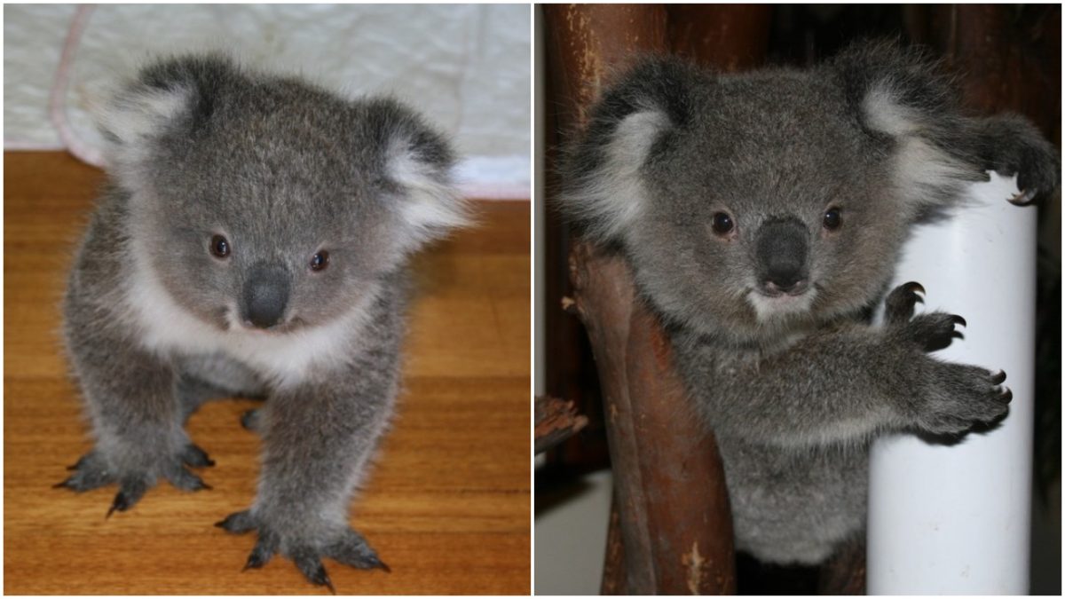 RAYMOND ISLAND KOALA AND WILDLIFE SHELTER
