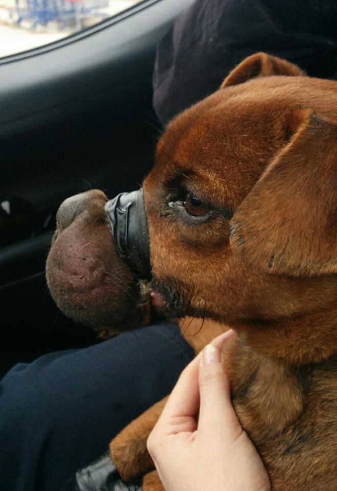 Windsor/Essex County Humane Society