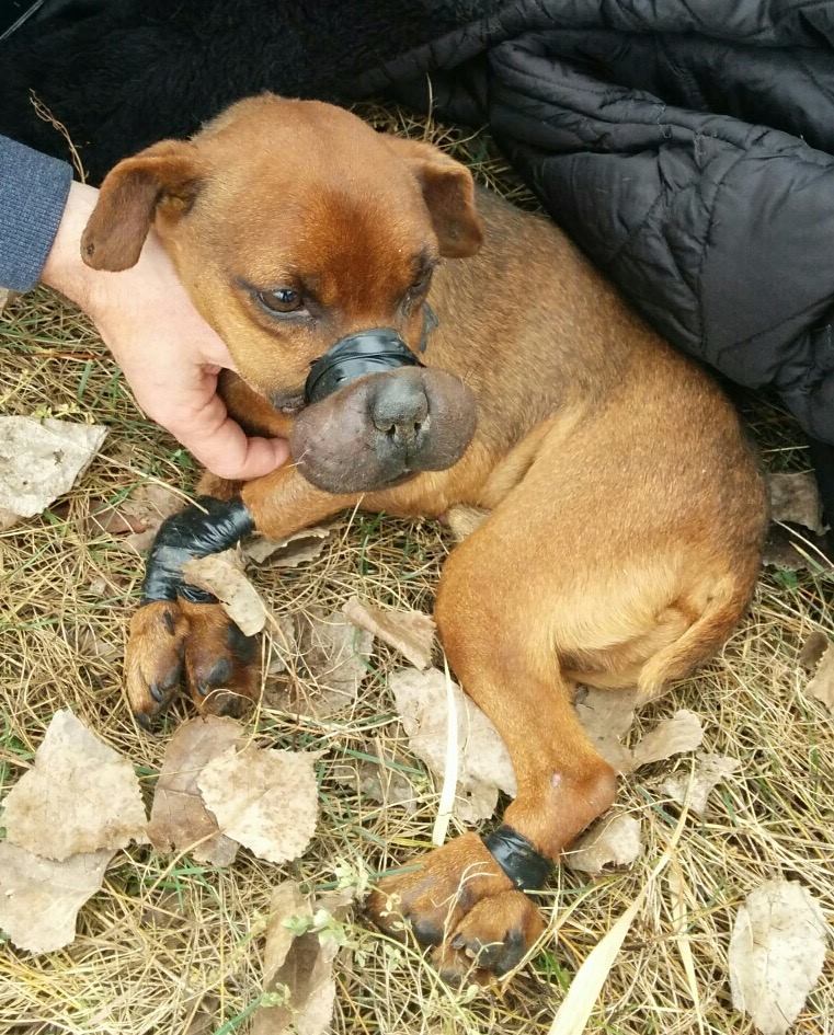 Windsor/Essex County Humane Society