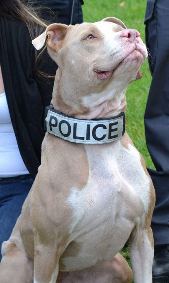 Facebook/ UniversalK9