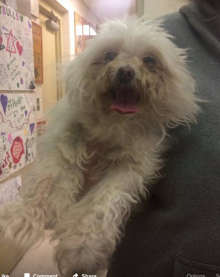 Facebook: WE FOUND BELLA the DOG