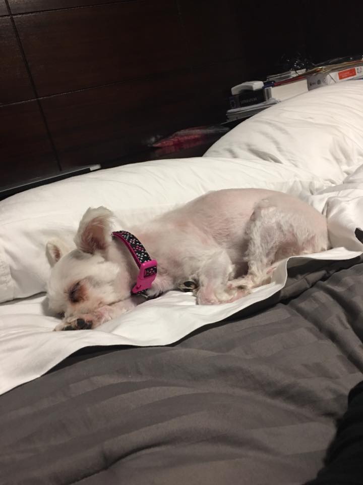 Facebook: WE FOUND BELLA the DOG