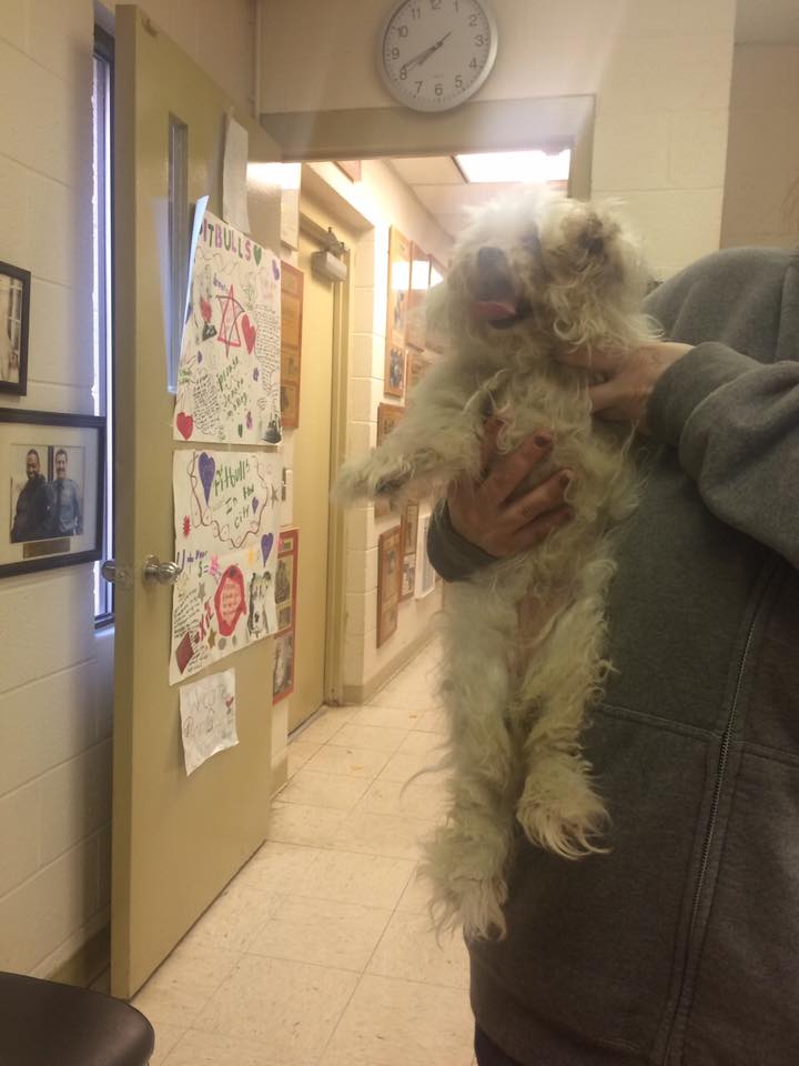 Facebook: WE FOUND BELLA the DOG