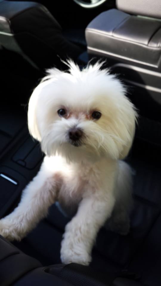 Facebook: WE FOUND BELLA the DOG