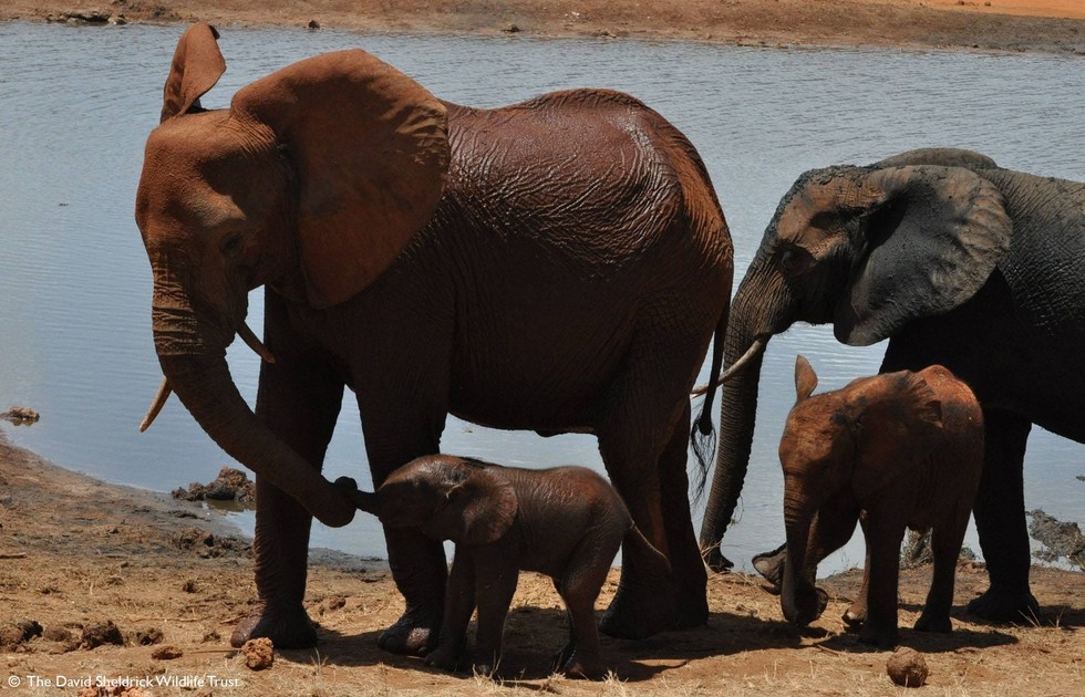 DSWT