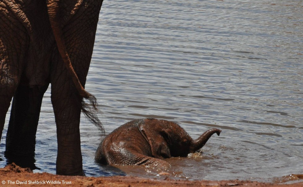 DSWT