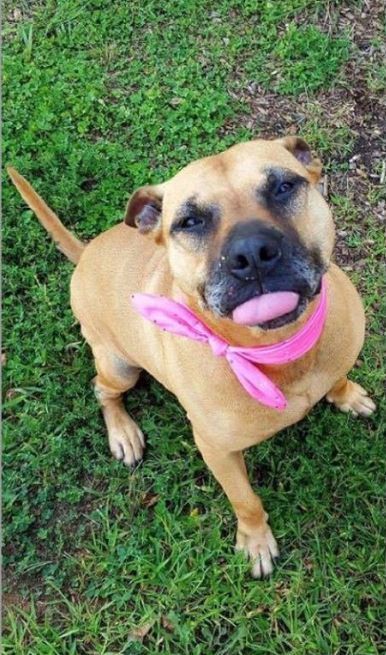 ANIMAL WELFARE SOCIETY OF JEFFERSON COUNTY