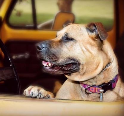 ANIMAL WELFARE SOCIETY OF JEFFERSON COUNTY