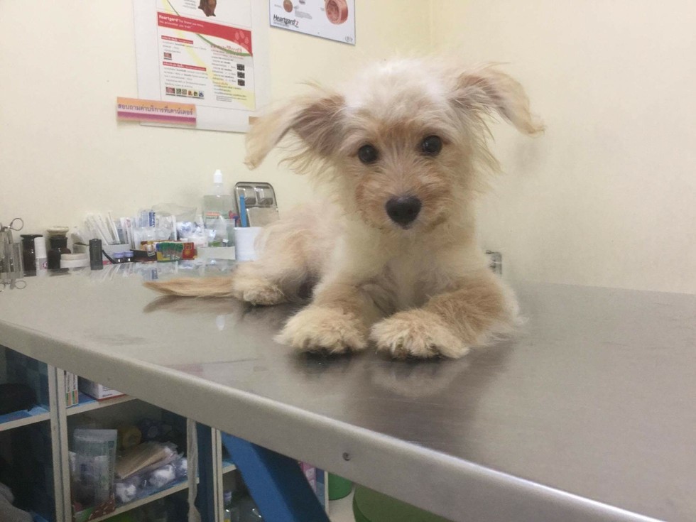 NORTH SHORE ANIMAL LEAGUE AMERICA