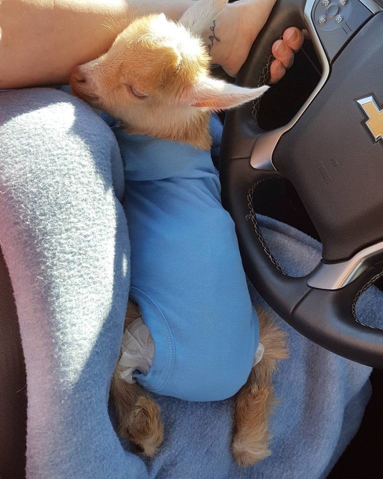 Goats of Anarchy