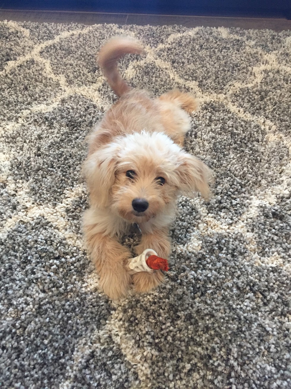 NORTH SHORE ANIMAL LEAGUE AMERICA