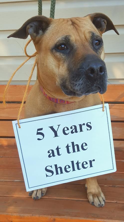 ANIMAL WELFARE SOCIETY OF JEFFERSON COUNTY