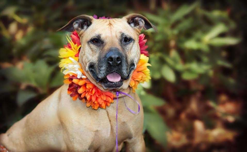 ANIMAL WELFARE SOCIETY OF JEFFERSON COUNTY
