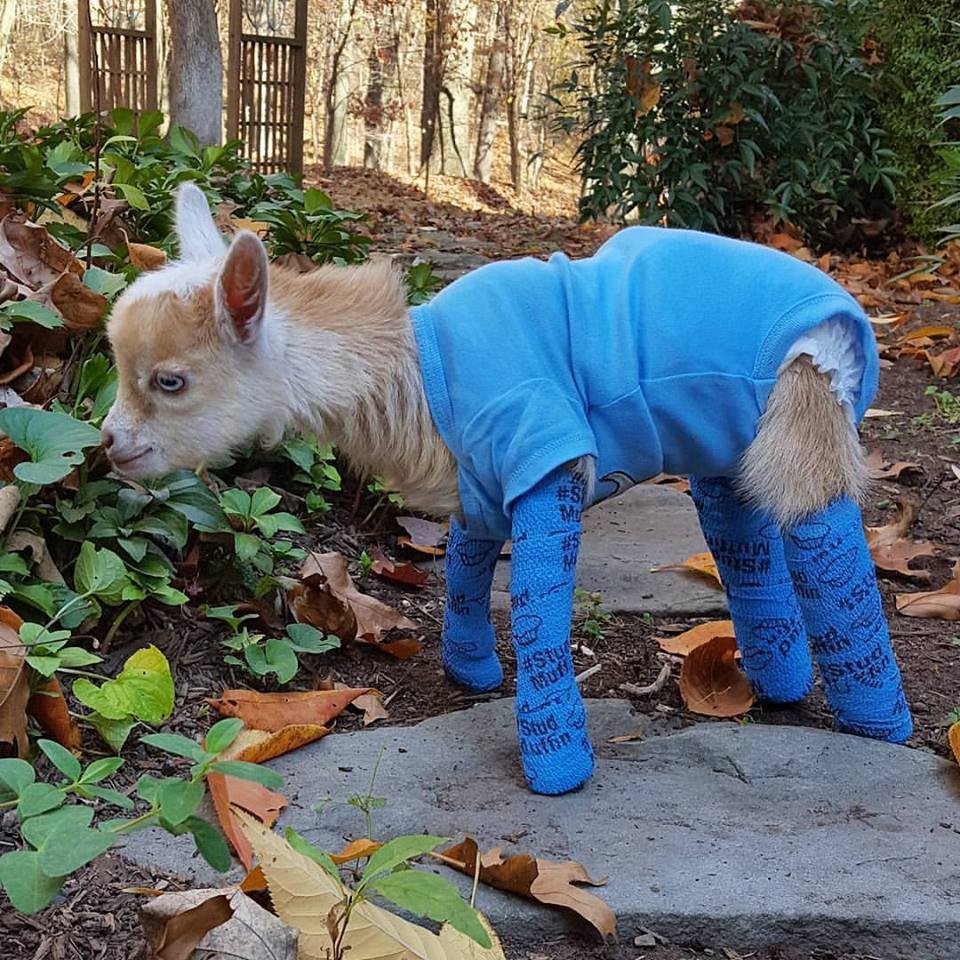 Goats of Anarchy