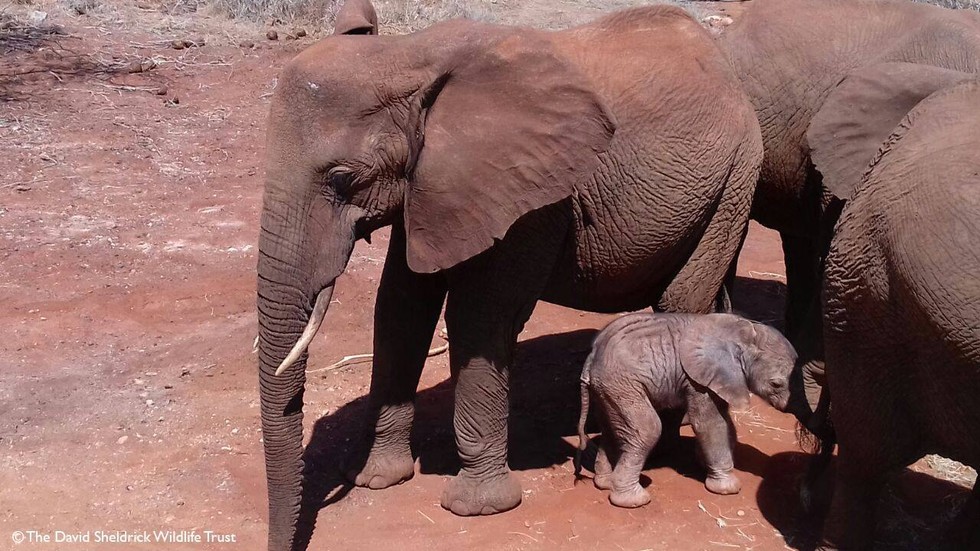 DSWT