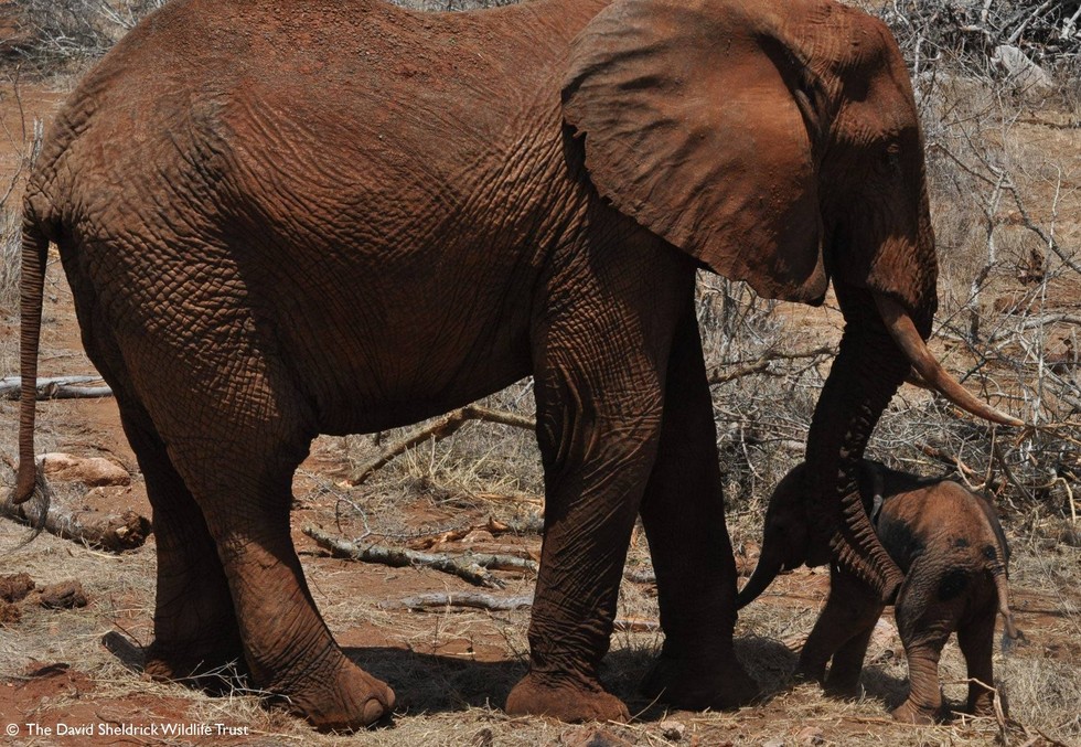 DSWT