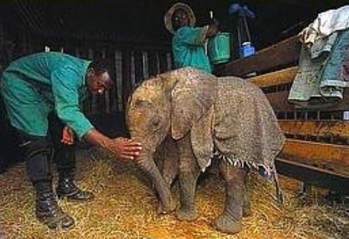 DSWT
