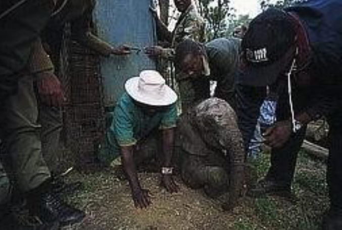 DSWT