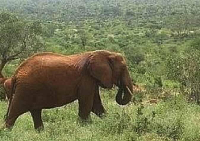 DSWT