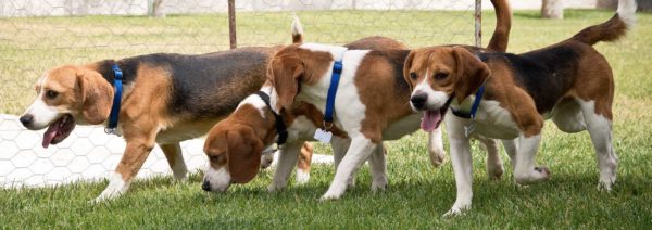 Beagle Freedom Project