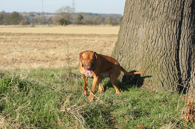 Flickr / Mr. Dog