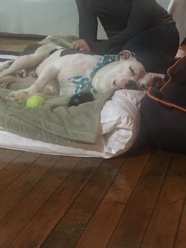 Detroit Youth & Dog Rescue