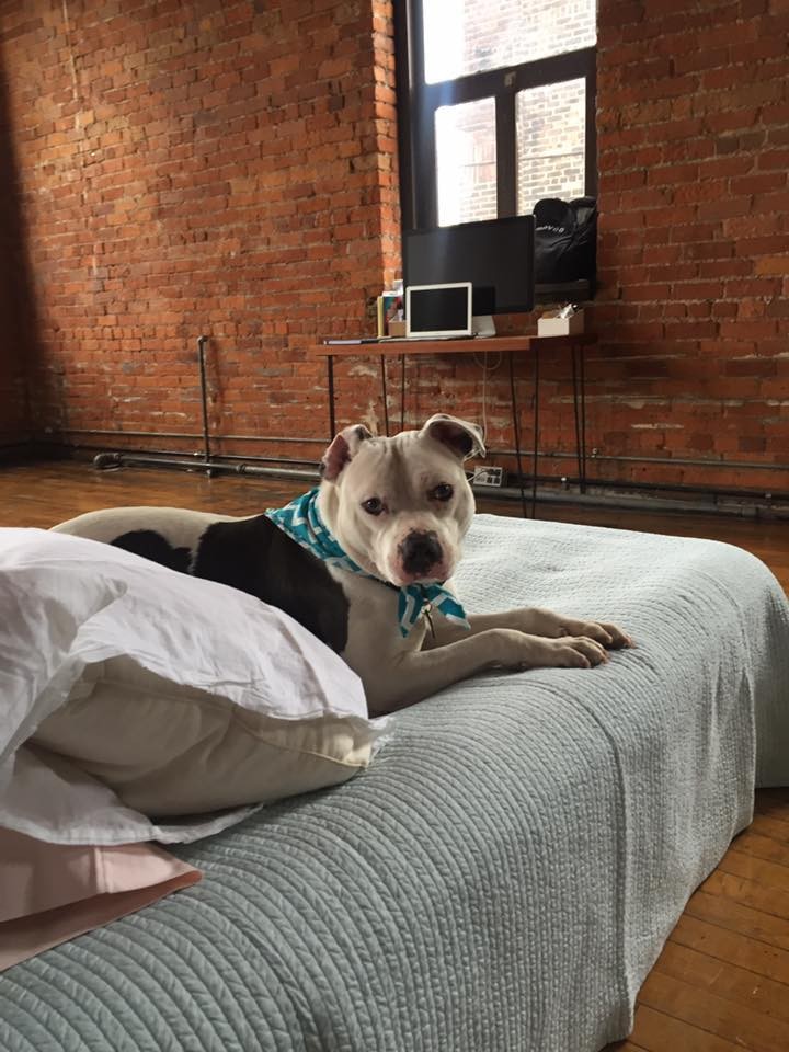 Detroit Youth & Dog Rescue