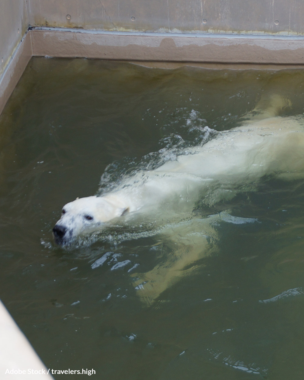 Polar bears are kept in barren enclosures in the Grandview Mall zoo.